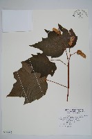 藏品(裂葉秋海棠、巒大秋海棠)的圖片