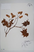 藏品(裂葉秋海棠、巒大秋海棠)的圖片