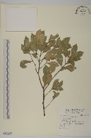 藏品(厚葉衛矛, 源一木)的圖片