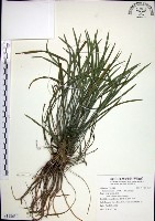 藏品(麥門冬)的圖片