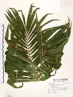 藏品(黃藤)的圖片