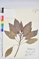 藏品(假鐵莧)的圖片