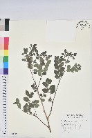 藏品(紅仔珠)的圖片