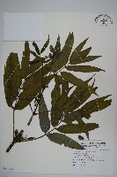 藏品(冇骨消)的圖片