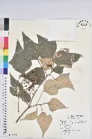 藏品(台灣白匏子)的圖片