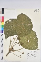 藏品(血桐)的圖片