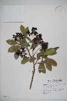 藏品(珊瑚樹)的圖片