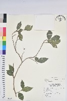 藏品(南仁五月茶)的圖片