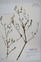 藏品(長穗馬藍)的圖片