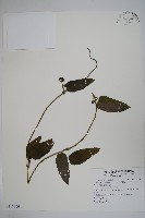 藏品(絨毛芙蓉蘭)的圖片