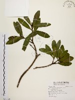 藏品(大頭茶)的圖片