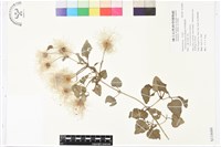 藏品(屏東鐵線蓮)的圖片