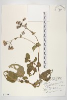 藏品(蘭嶼木耳菜)的圖片