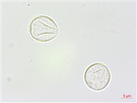 藏品(青苧麻)的圖片