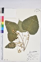 藏品(蟲屎)的圖片