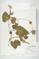 藏品(銳葉牽牛)的圖片