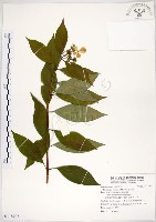 藏品(華八仙)的圖片