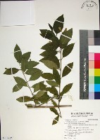 藏品(苦林盤)的圖片