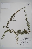 藏品(滿福木)的圖片