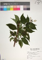 藏品(玉葉金花)的圖片