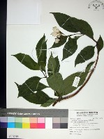 藏品(玉葉金花)的圖片