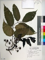 藏品(菲律賓火筒樹)的圖片