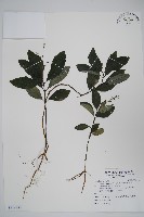 藏品(針刺草)的圖片