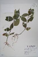 藏品(直立半插花)的圖片