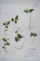 藏品(卵葉鱗球花)的圖片