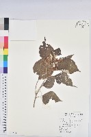 藏品(白匏子)的圖片