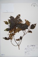 藏品(高山莢迷)的圖片