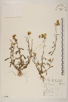 藏品(鼠麴草)的圖片