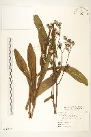 藏品(苦苣菜)的圖片