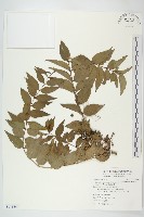 藏品(臺灣馬桑)的圖片