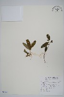 藏品(菲律賓哈哼花)的圖片