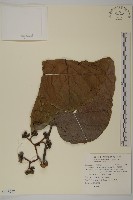 藏品(錐頭麻)的圖片