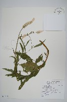 藏品(青葙)的圖片