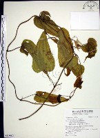 藏品(百部)的圖片