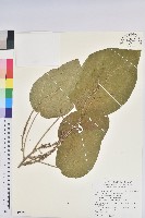 藏品(臺灣鐵莧)的圖片