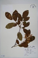 藏品(厚殼樹)的圖片