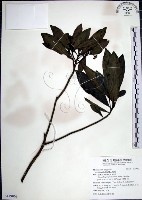 藏品(樹杞)的圖片