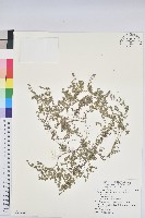 藏品(匐根大戟)的圖片