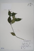 藏品(針刺草)的圖片