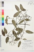 藏品(柱果鐵線蓮)的圖片