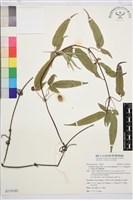 藏品(森氏鐵線蓮)的圖片