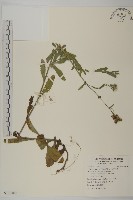 藏品(日本假蓬)的圖片