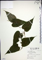 藏品(百部)的圖片