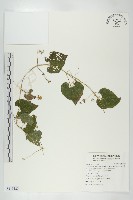 藏品(青牛膽)的圖片