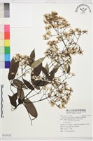 藏品(柱果鐵線蓮)的圖片