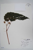 藏品(鹿谷秋海棠)的圖片